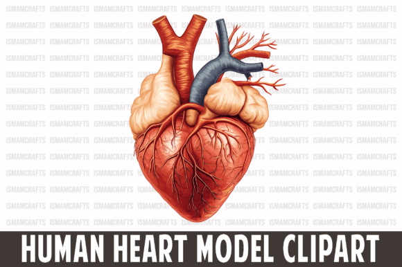 Human Heart Model Clipart PNG: Your Go-To Visual Resource for Real-World Creative & Professional Projects