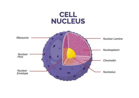 Labeled Diagram of Animal Cell Nucleus